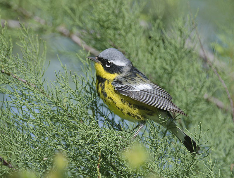 Magnolia Warbler