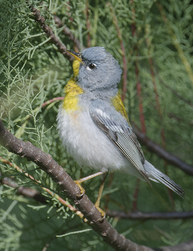 Northern Parula