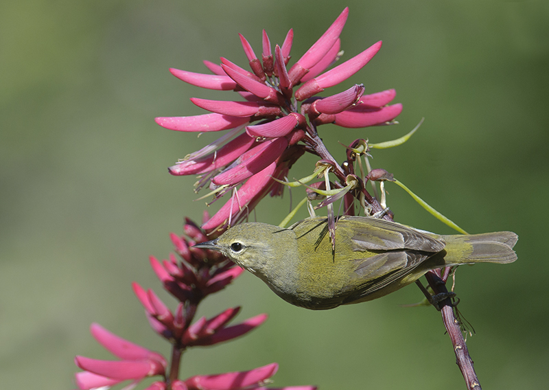 Tennessee Warbler