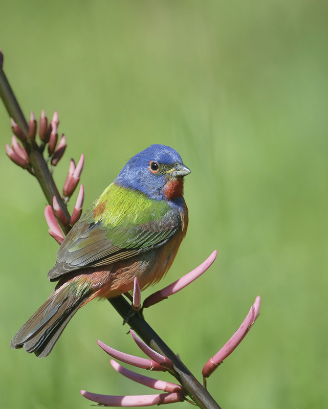 Painted Bunting