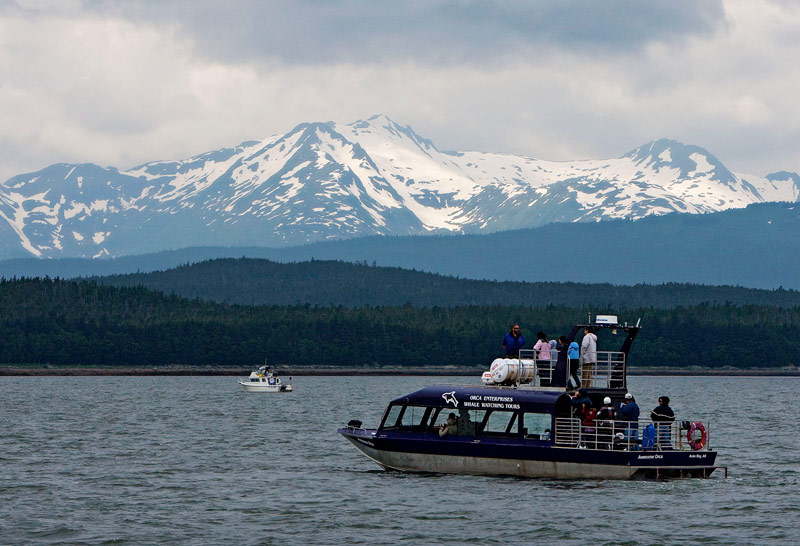 Juneau whale watch