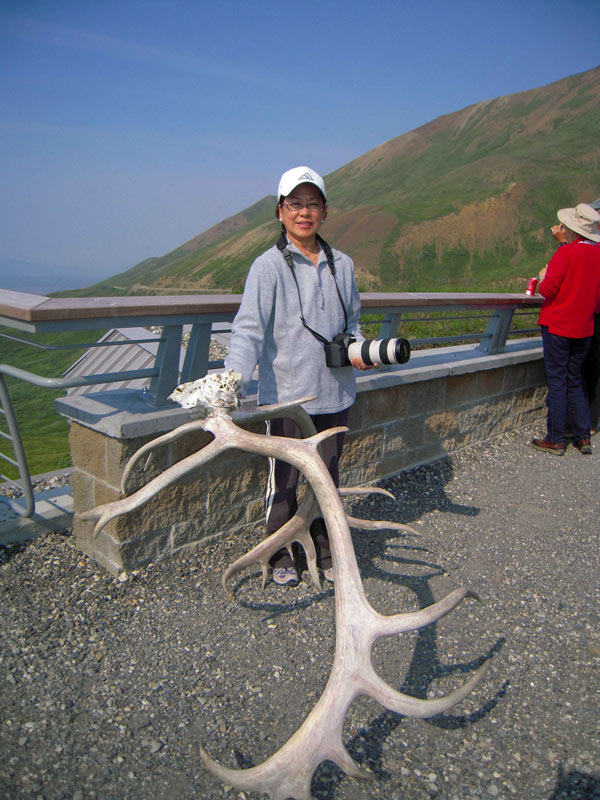 caribou antlers