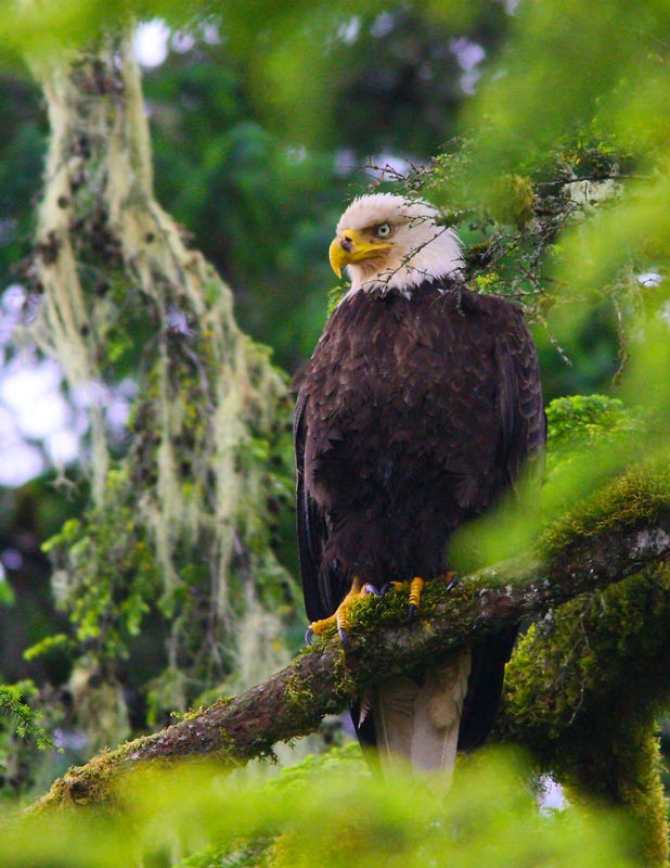 at Icy Strait Point