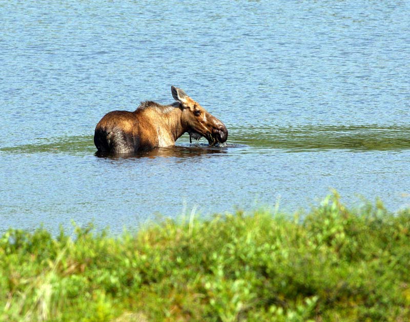 moose on the loose...