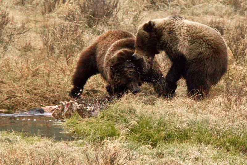 a family fight over dinner...
