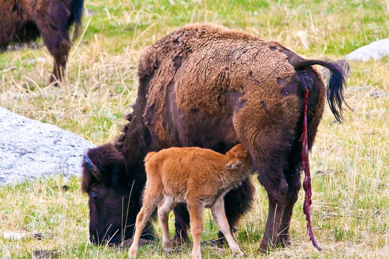 the bison's placenta is still attached