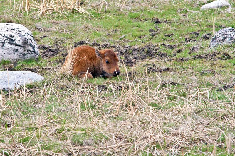 a newly born bison calf