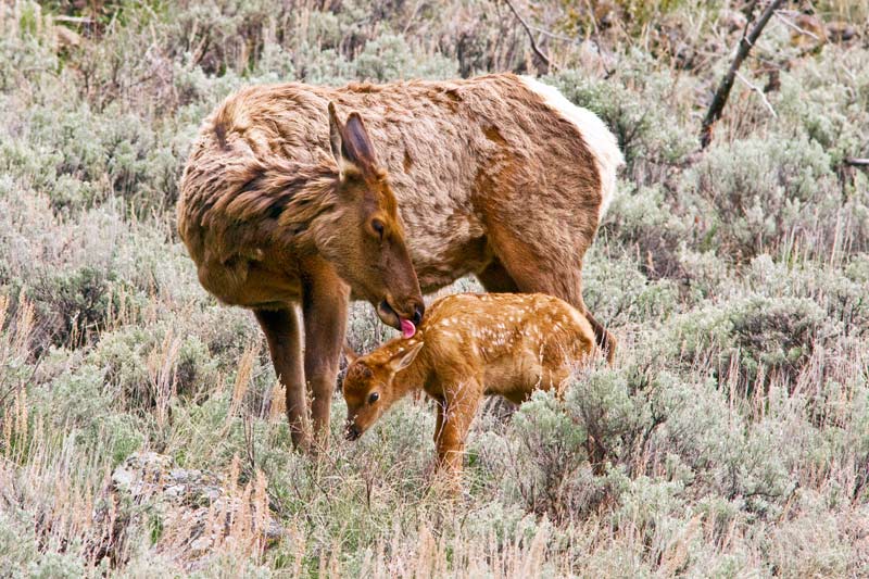 an elk cow licks her calf to remove odors