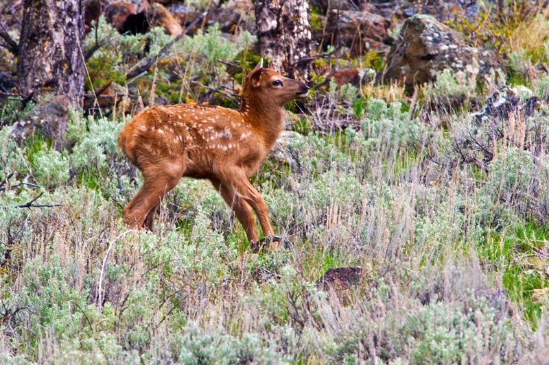  a new born elk calf getting up...