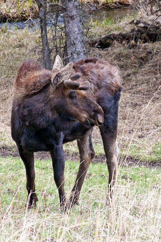 a young moose on the loose