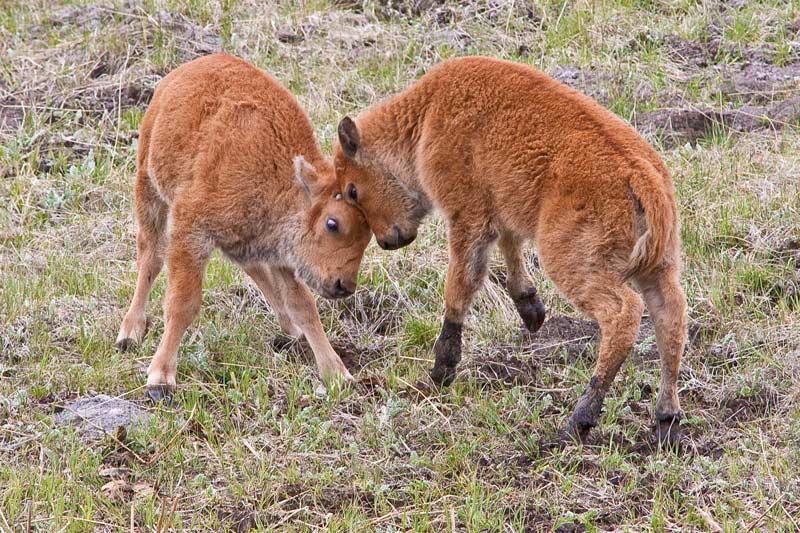 bison calves at play