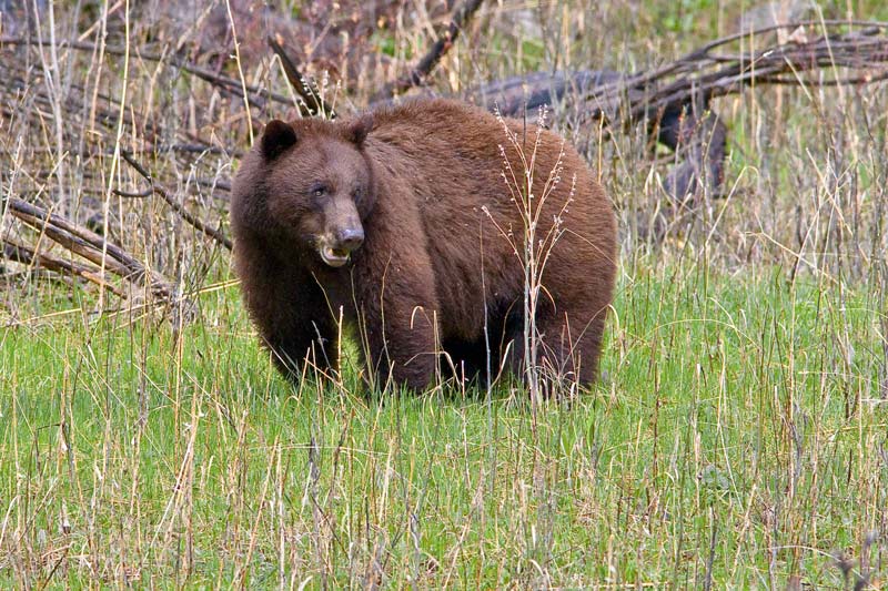 a cinnamon bear
