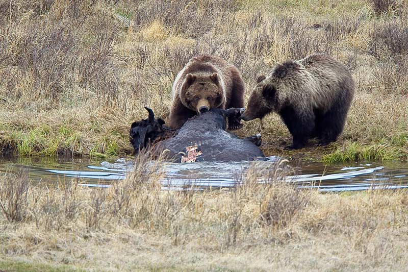 bison head is visible...