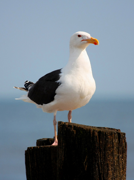 Great Black-backed Gull