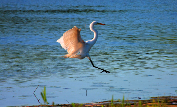 Great Egret