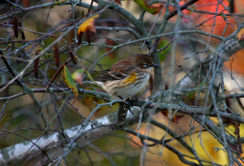 Yellow-rumped Warbler