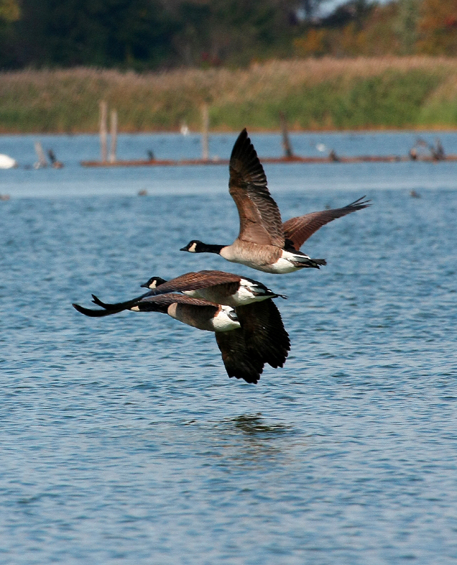 Canada Geese