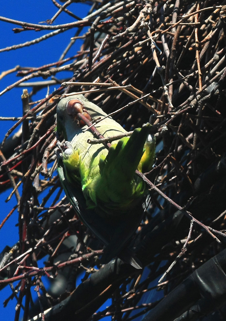 Monk Parakeet