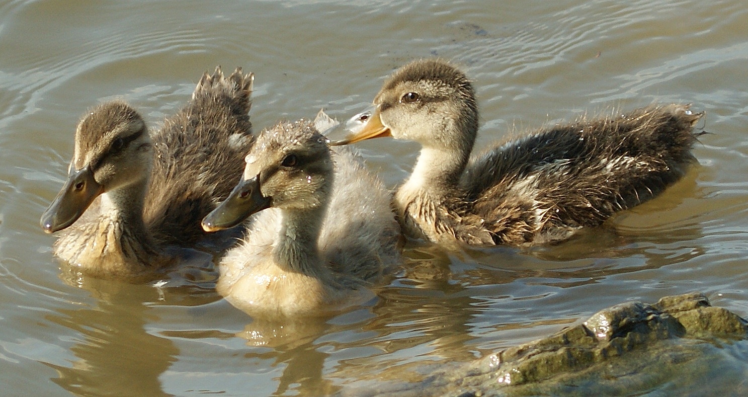 Baby ducks 19 days older than last picture