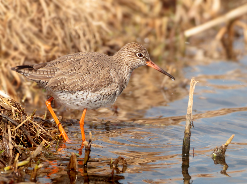 Common Redshank - Tringa totanus (Tureluur)