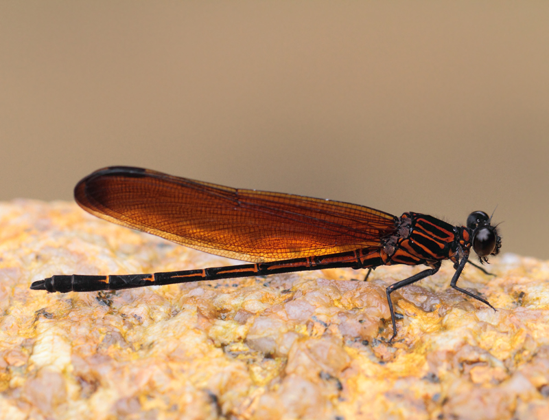 Dysphaea gloriosa (Fraser, 1938)