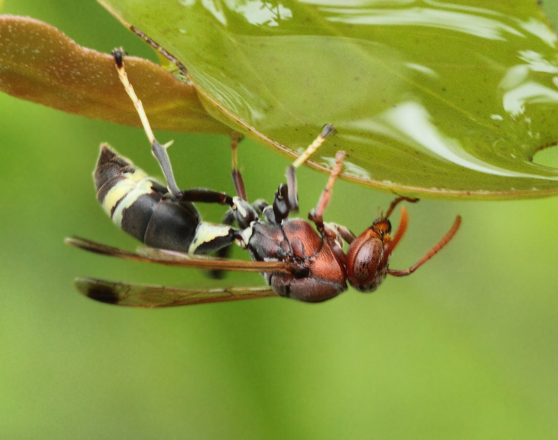 Polistes-spec