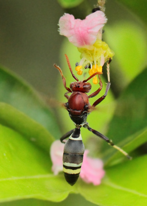Polistes-spec