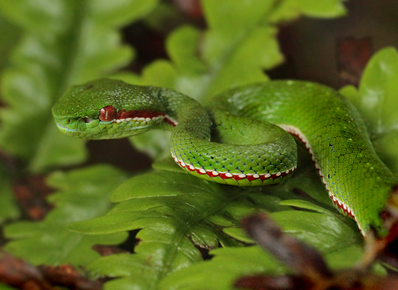 Trimeresurus popeiorum popeiorum (Smith, 1937)
