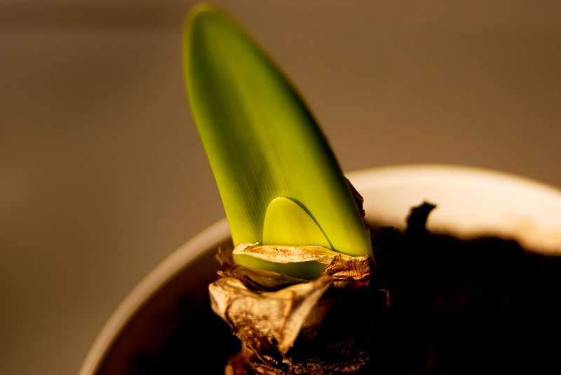 Christmas Amaryllis