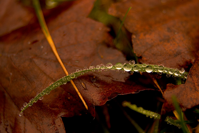 Grass