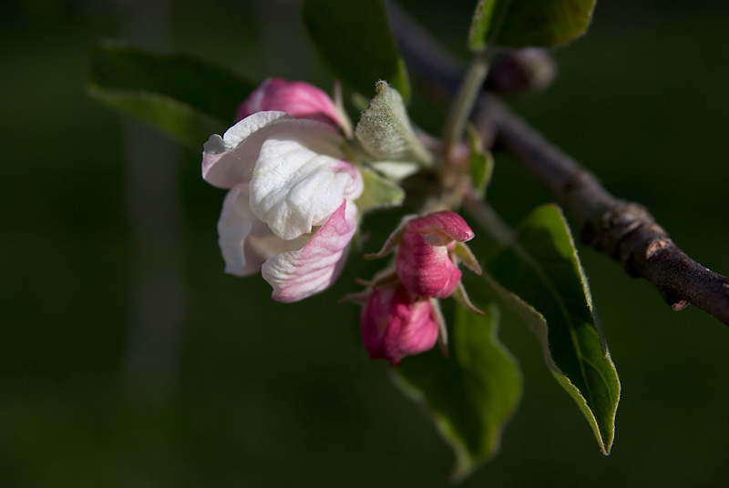 Blossoming