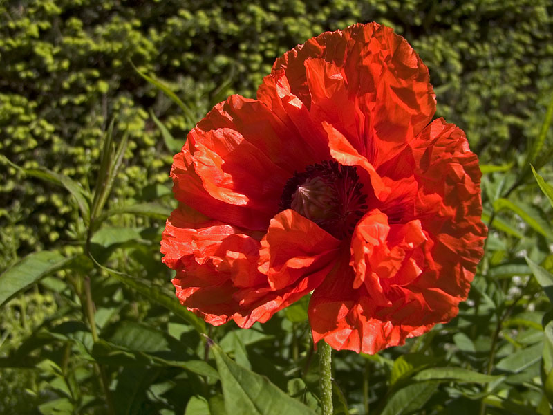 Wind Blown Poppy