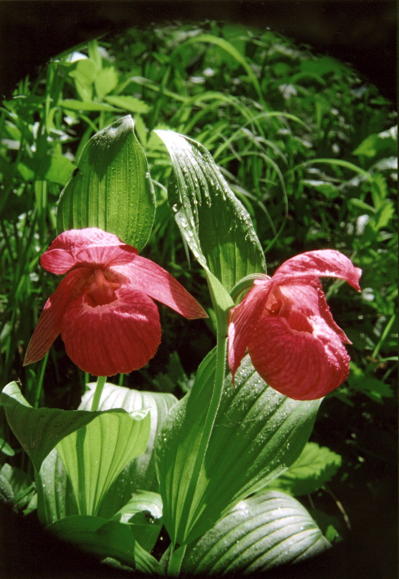 Siberian wild orchid