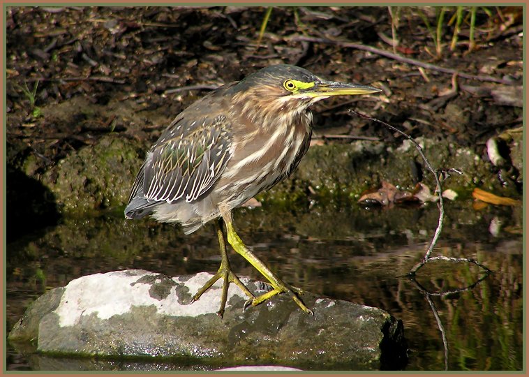 green heron 4.jpg