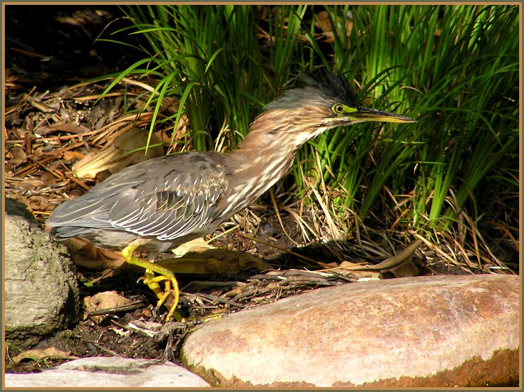 green heron 6.jpg