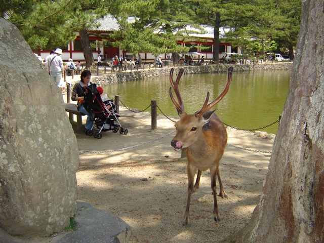 Nara--奈良公園裡的梅花鹿