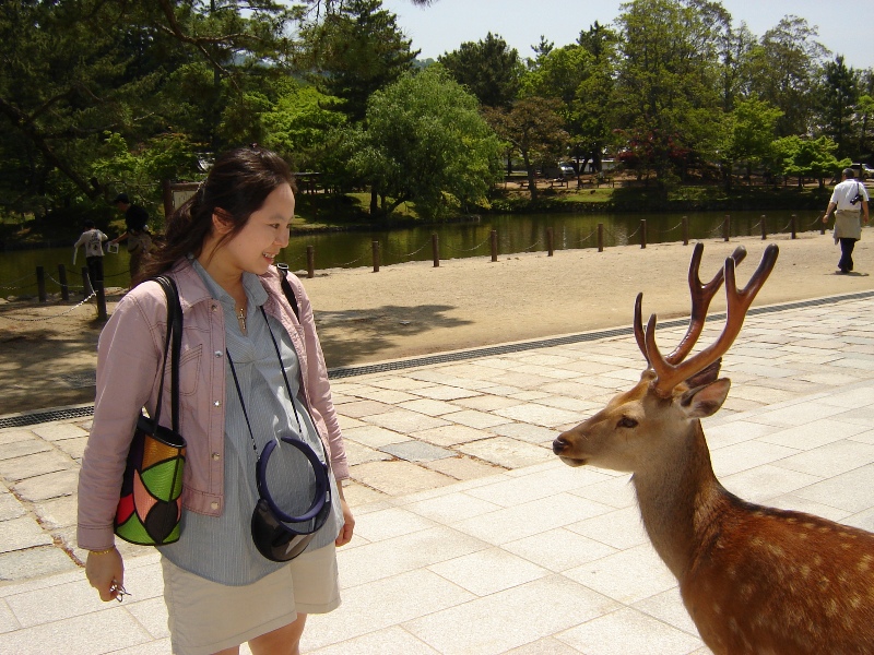 Nara--奈良公園裡的梅花鹿