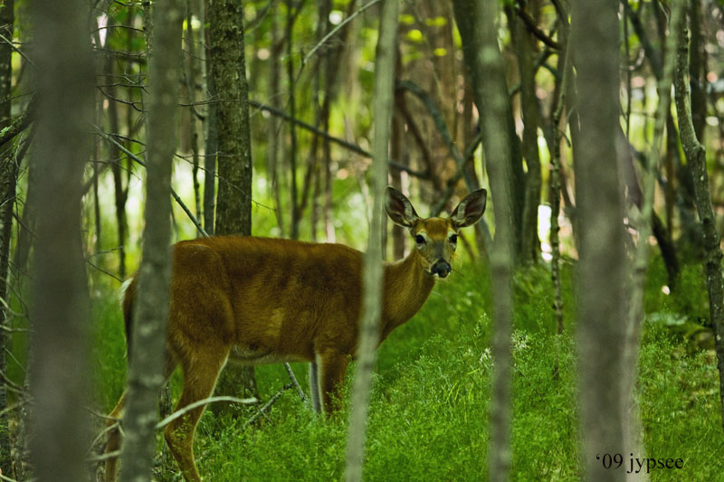 doe a deer, a female deer