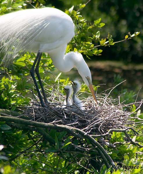 great egret. with chicks