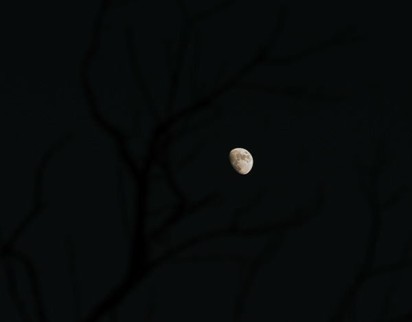 moon through the trees
