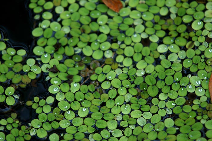 pond plants