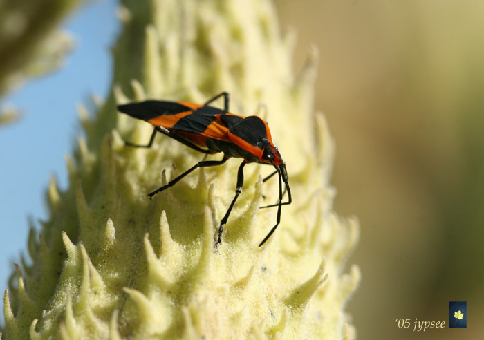 milkweed bug on pod