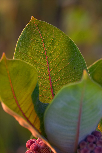 milkweed leaf at dawns light