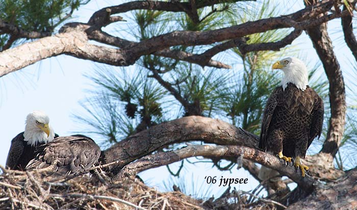bald eagle pair with chick