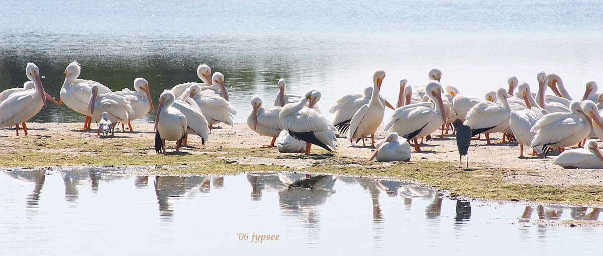 white pelican panorama