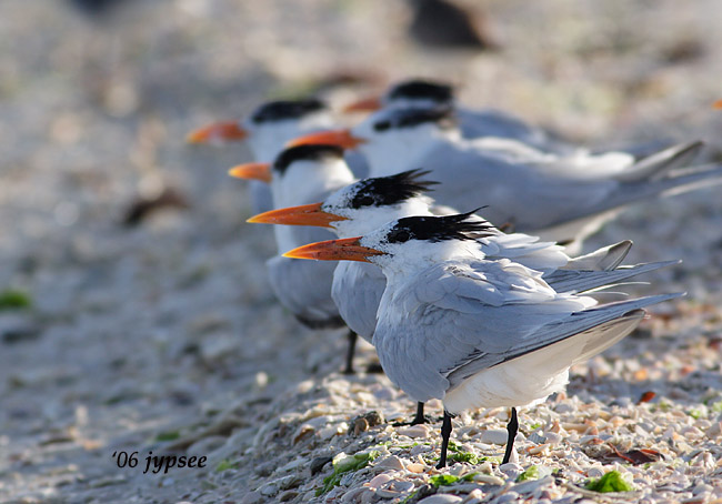 royal terns 