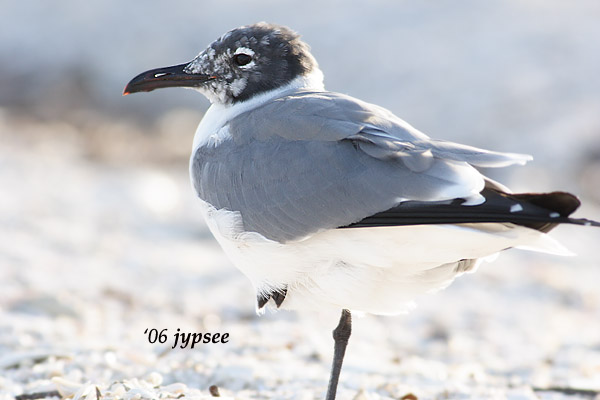 laughing gull first year