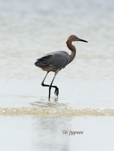 reddish egret in San Carlos Bay