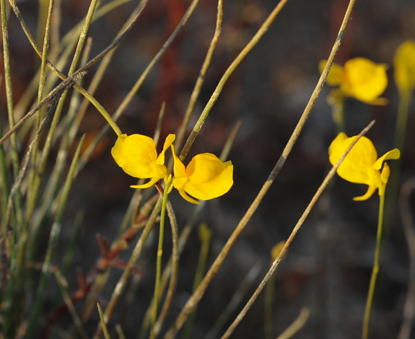 horned bladderwort number two