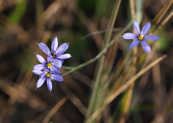 blue eyed grass